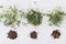 Arugula, basil, flax, watercress microgreen and seeds on white wood, top view. Growing microgreens