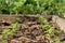 Arugula on the bed. The first vegetables in the garden in early spring. Eco cultivation of radishes on raised beds