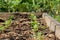 Arugula on the bed. The first vegetables in the garden in early spring. Eco cultivation of radishes on raised beds