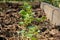 Arugula on the bed. The first vegetables in the garden in early spring. Eco cultivation of radishes on raised beds