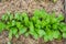 Arugula on the bed. The first vegetables in the garden in early spring. Eco cultivation of radishes on raised beds