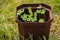 Arugula on the bed. The first vegetables in the garden in early spring. Eco cultivation of radishes on raised beds without the use