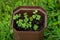 Arugula on the bed. The first vegetables in the garden in early spring. Eco cultivation of radishes on raised beds without the use