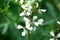 Arugula flower. Eruca lativa plant. Rucola blossom. Farmland arugula. Rocket salad. Food spice and herbs. Spring garden in