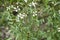 Arugula flowers