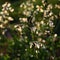 Arugula flowers