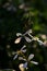 Arugula flowers