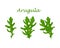Arugula Green arugula leaves. A spicy medicinal herb for seasoning. Vector illustration isolated on a white background
