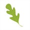 Arugula green leaf. Isolated flat illustration.