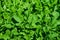 Arugula, healthy leafy greens used in Rocket salad, and other salads, summer abundance