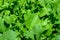 Arugula, healthy leafy greens used in Rocket salad, and other salads, summer abundance