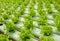 Arugula Plants growing in Hydroponic culture