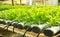 Arugula Plants growing in Hydroponic culture