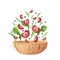 Arugula, Ripe tomatoes, salad watercress, wood plate bowl on white. Watercolor illustration. Art decoration