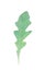 Arugula rucola, rocket salad fresh green leaf isolated on white background. Watercolor hand drawn illustration.Fresh
