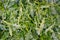 Arugula or Rucula vegetable edible plant