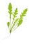 Arugula salad (Diplotaxis tenuifolia)