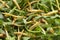 Arugula salad and golden Enoki mushrooms