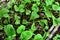 Arugula seedlings close up growing on the windowsill