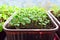 Arugula seedlings close up growing on the windowsill