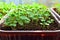 Arugula seedlings close up growing on the windowsill