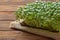 Arugula seedlings on a natural substrate on a wooden background