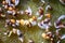 Arugula seeds one day after sowing them in a nutrient medium. Germination of plant seeds. Super macro. Selective focus