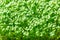 Arugula sprouts, close up, garden rocket microgreens, Eruca vesicaria