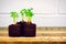 Arugula sprouts in seedling starters with white brick wall (three horizontal)