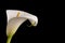 Arum or Calla Lilly against black background