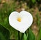 Arum, calla, variety of liily