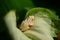 Arum frog on Arum Lilly Green Goddess