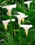 Arum Lilies