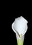 The Arum Lily