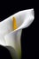 Arum lily