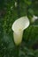 Arum lily