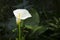 Arum-lily