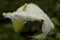 Arum Lily.