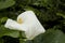 Arum Lily.