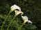 Arum Lily.