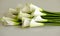 Arum lily on white