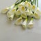 Arum lily on white