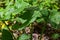 Arum maculatum in habitat. Aka snakeshead, adder's root, wild arum, arum lily, lords-and-ladies, devils and angels