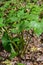 Arum maculatum in habitat. Aka snakeshead, adder's root, wild arum, arum lily, lords-and-ladies, devils and angels