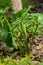 Arum maculatum in habitat. Aka snakeshead, adder's root, wild arum, arum lily, lords-and-ladies, devils and angels