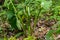 Arum maculatum in habitat. Aka snakeshead, adder's root, wild arum, arum lily, lords-and-ladies, devils and angels