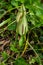 Arum maculatum in habitat. Aka snakeshead, adder's root, wild arum, arum lily, lords-and-ladies, devils and angels