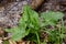 Arum maculatum in habitat. Aka snakeshead, adder's root, wild arum, arum lily, lords-and-ladies, devils and angels