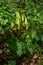 Arum maculatum in habitat. Aka snakeshead, adder's root, wild arum, arum lily, lords-and-ladies, devils and angels