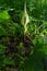 Arum maculatum in habitat. Aka snakeshead, adder's root, wild arum, arum lily, lords-and-ladies, devils and angels